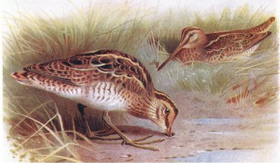 Beccaccino comune, da Birds of the British Isles and Their Eggs pubblicato da Frederick Warne & Co Ltd, 1958 da Archibald Thorburn